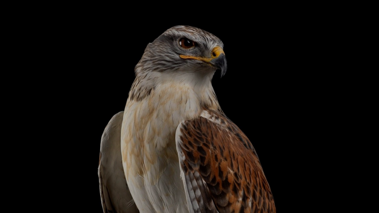 Posters Aigle