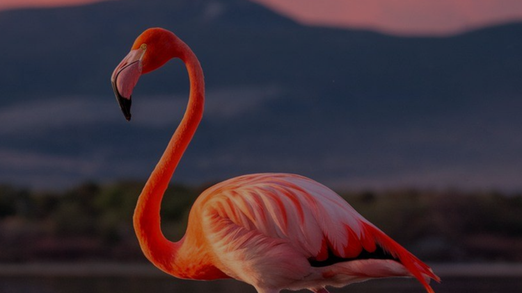 Posters Flamant Rose