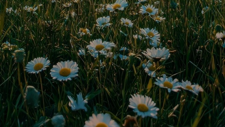 Posters Fleurs