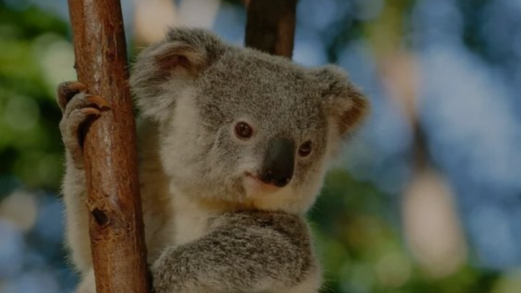 Posters Koala