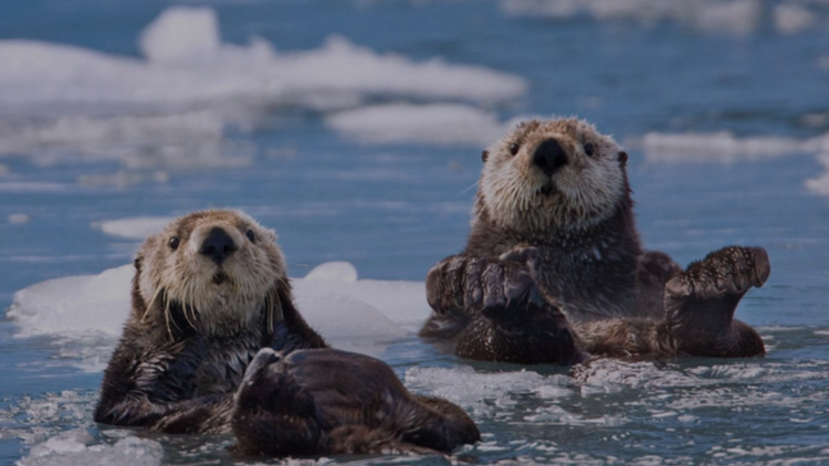 Posters Loutre
