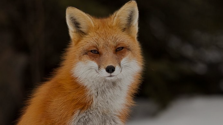 Posters Renard