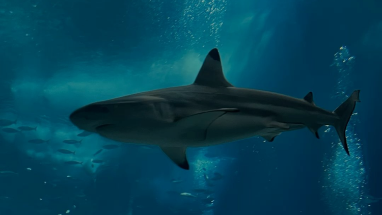 Posters Requins