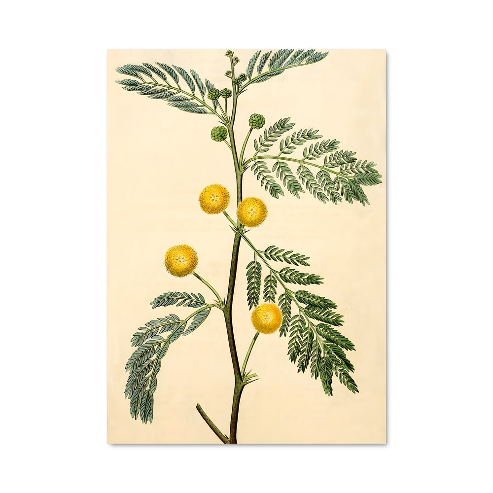 Poster Fleurs d'Acacia