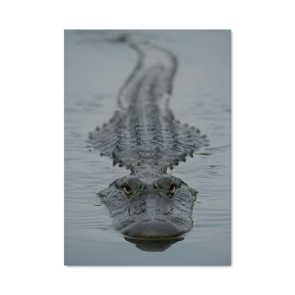 Poster Crocodile Groove