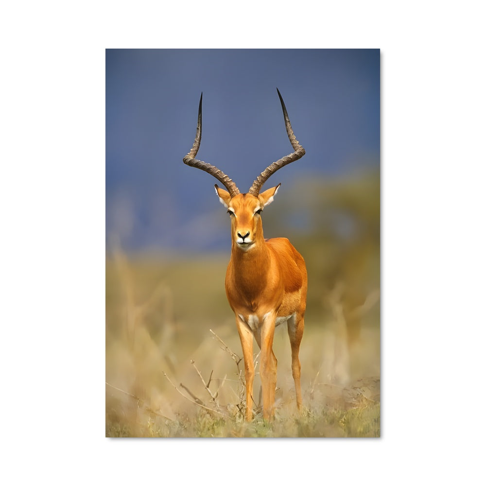 Poster Gazelle en Liberté