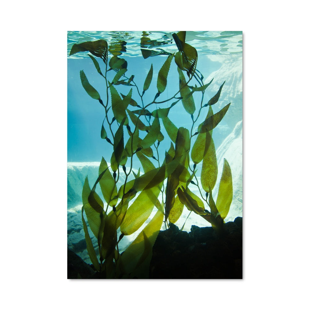 Poster Feuille Égarée