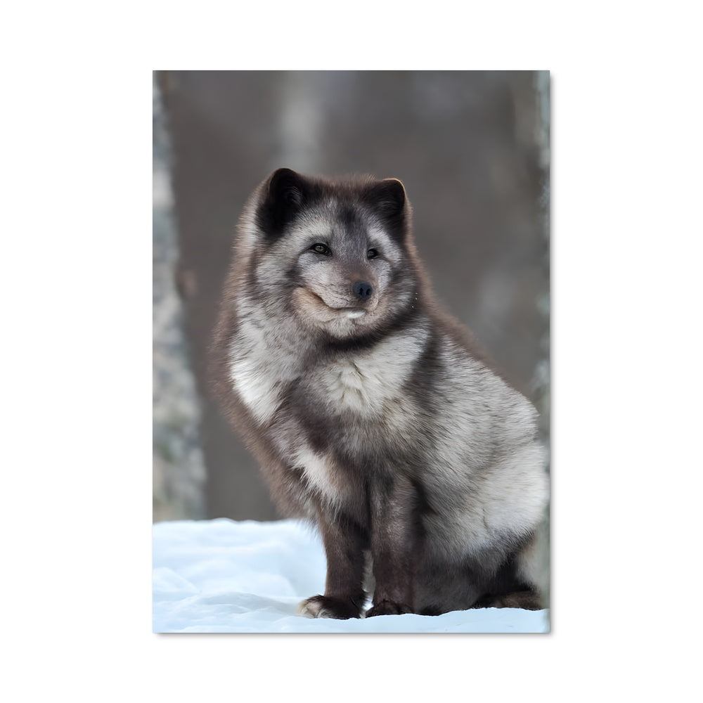 Poster Arctic fox 83066