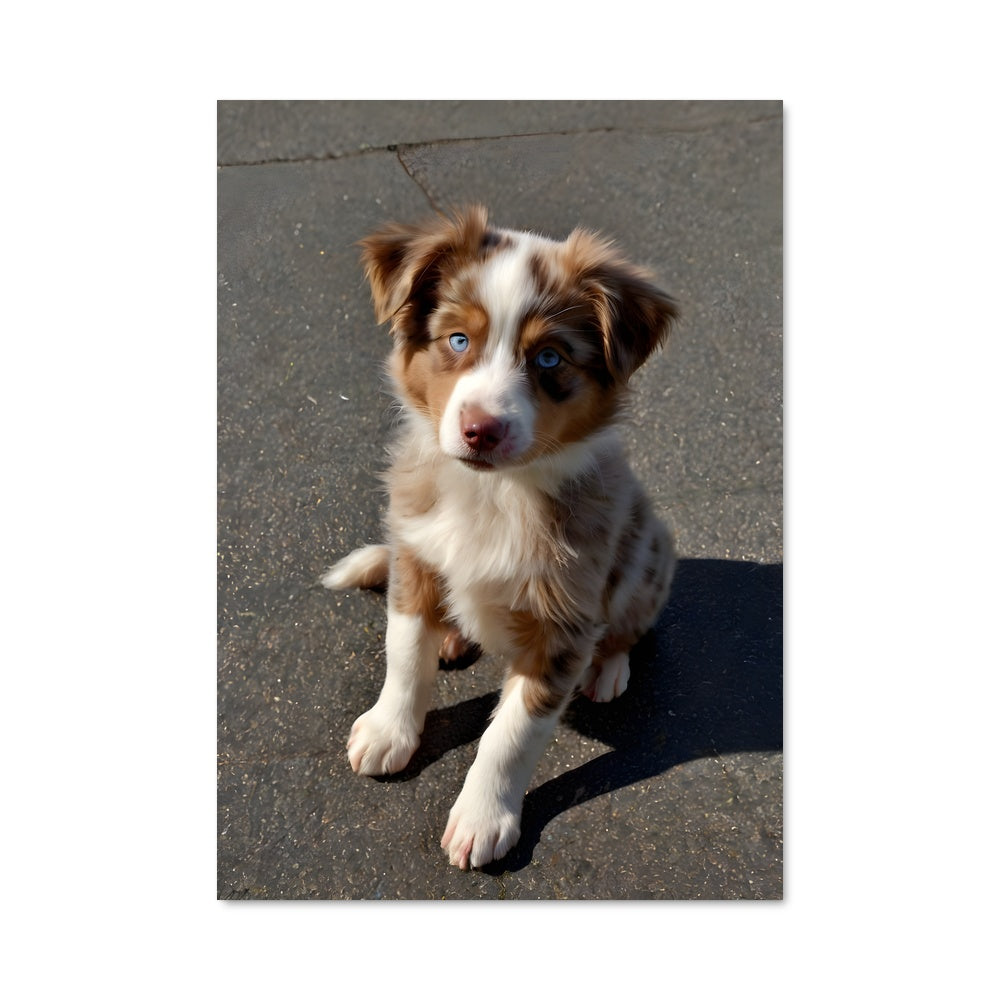 Poster Petit Australien