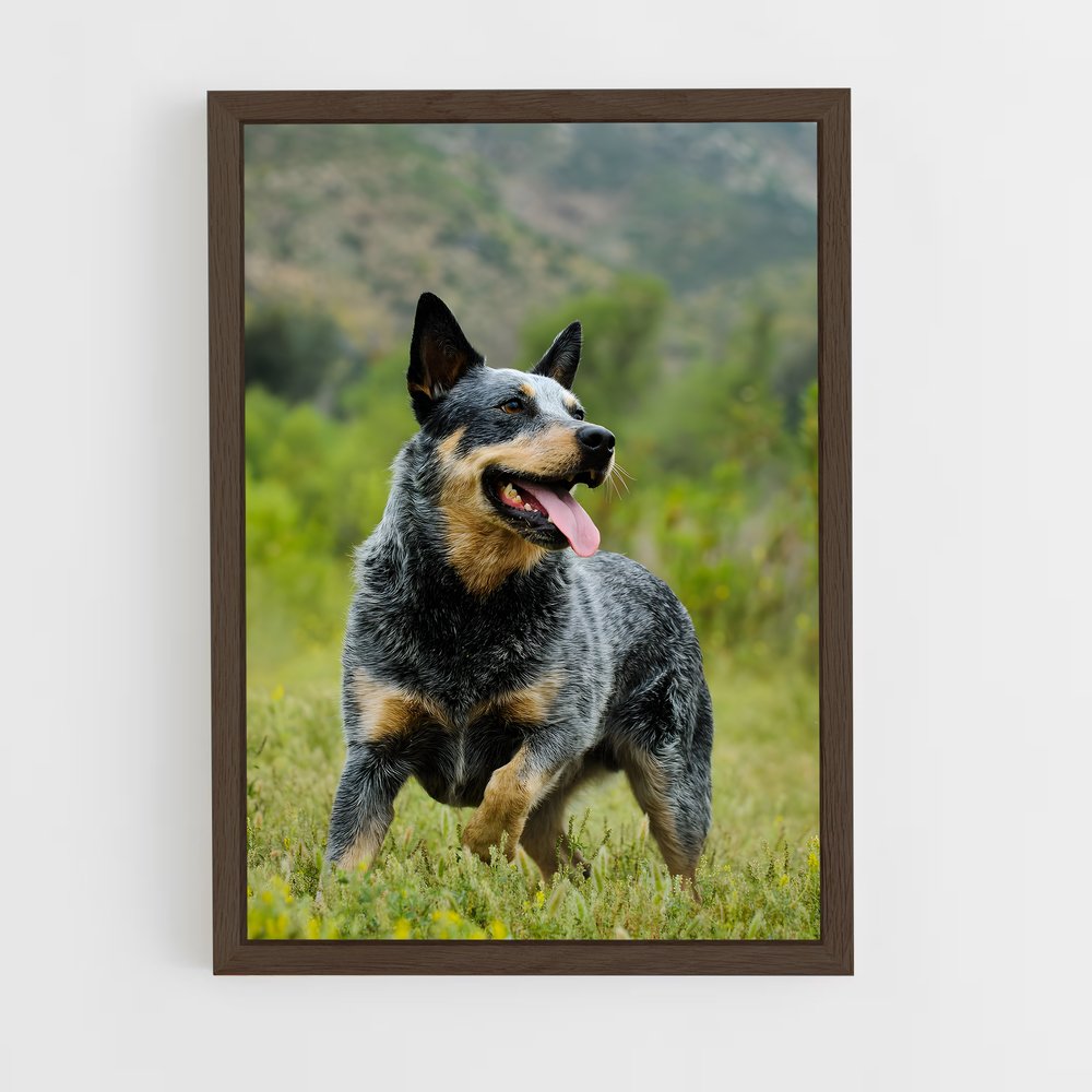 ap-australian cattle dog-6 cadre Bois foncé