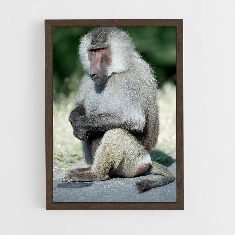 ap-baboon-2 cadre Bois foncé