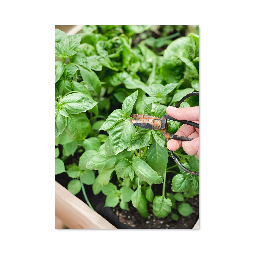 Poster Basilic Créatif