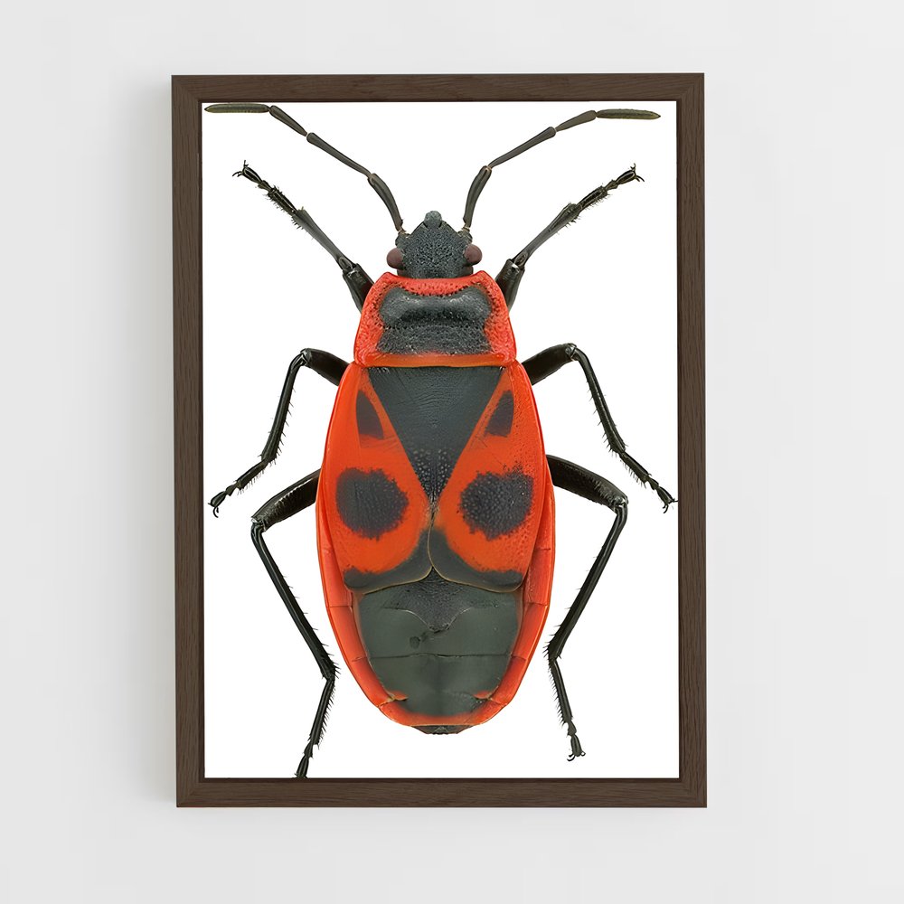 ap-beetle-3 cadre Bois foncé