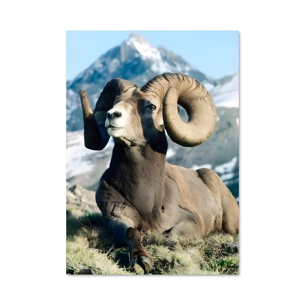 Poster Maître des Cimes