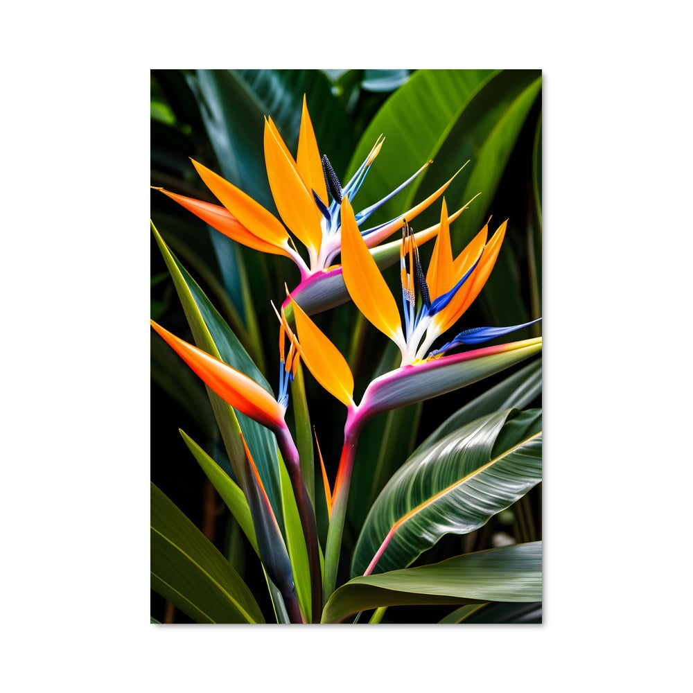 Poster Éclat de Paradis