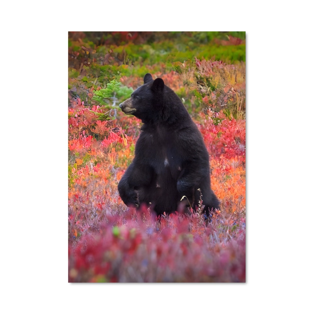 Poster Ours Noir au Crépuscule