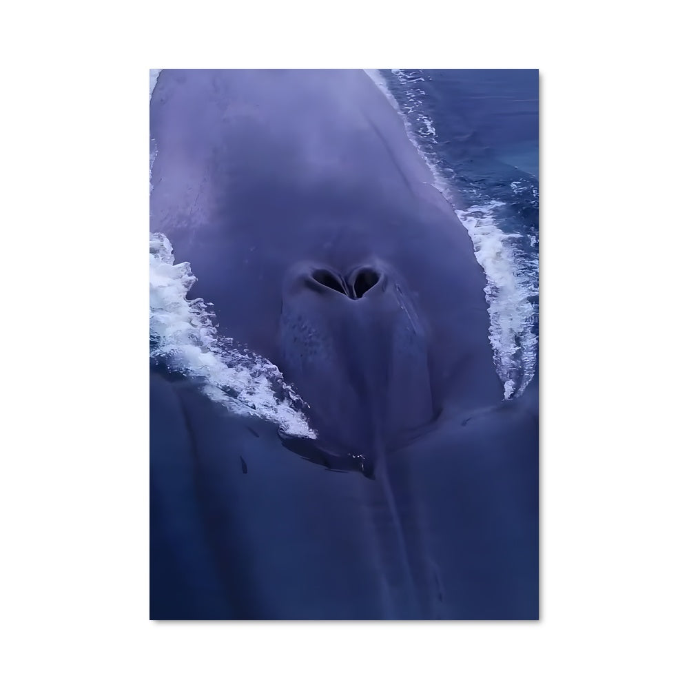 Poster Blue whale 83184