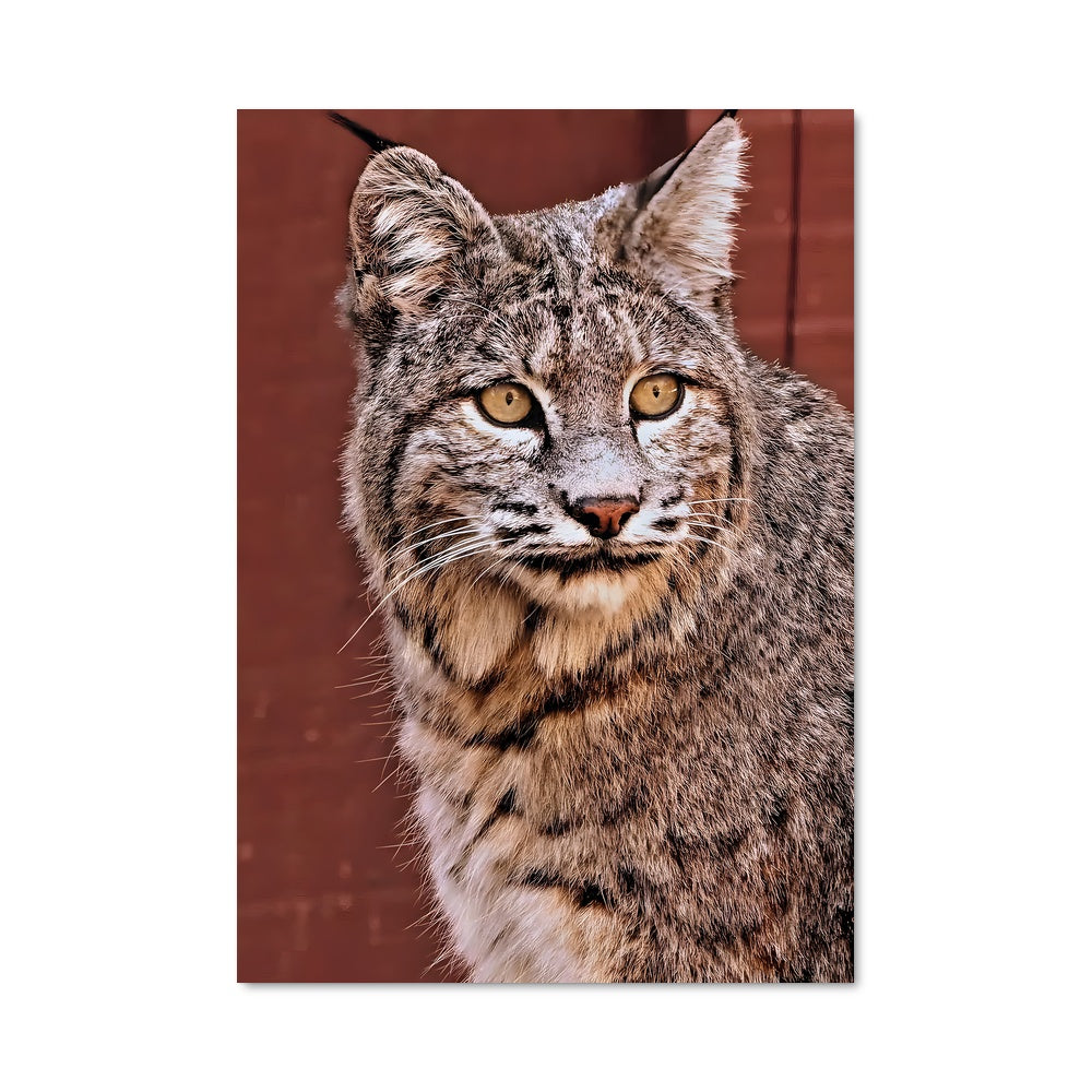 Poster Grin de Bobcat