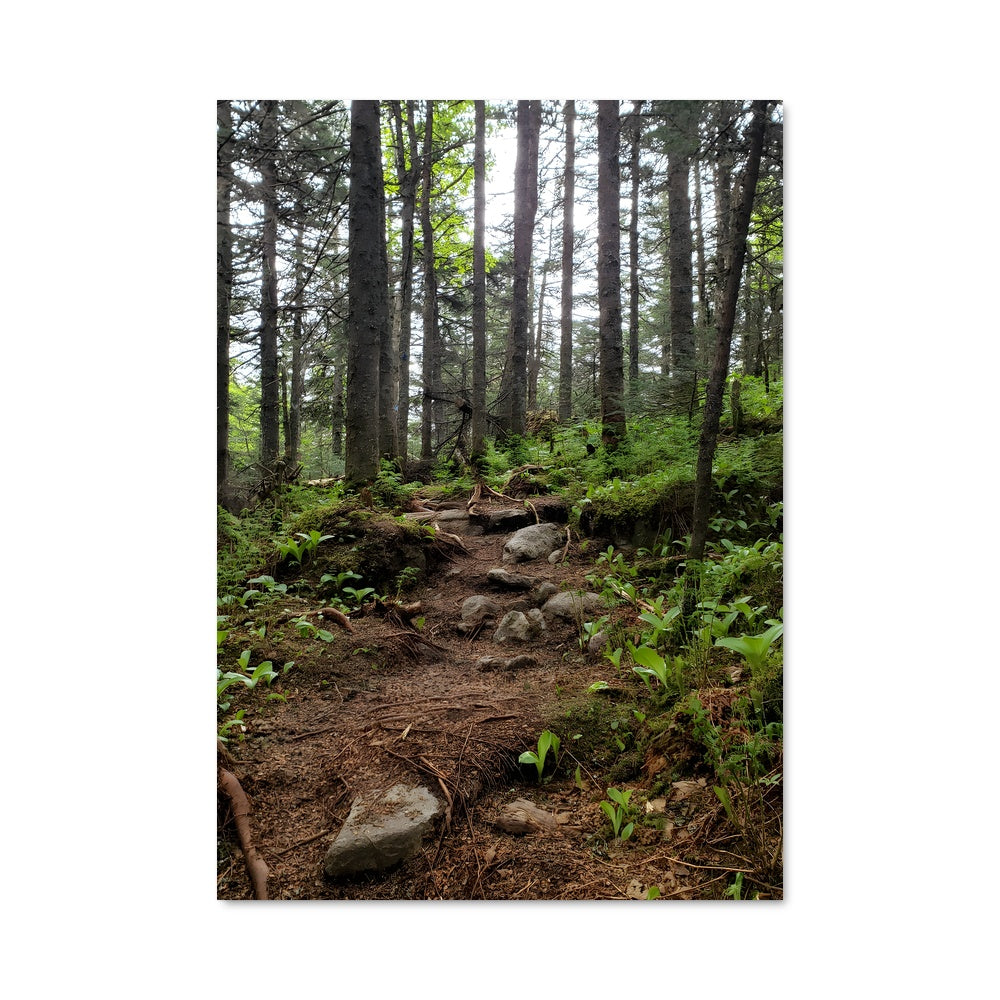 Poster Sentier Boréal