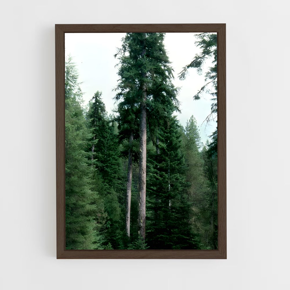 ap-boreal forest-7 cadre Bois foncé