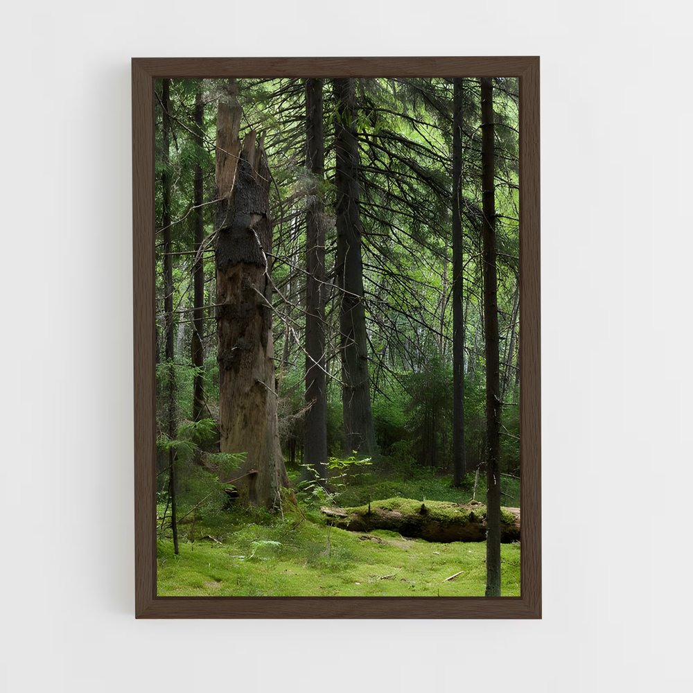 ap-boreal forest-8 cadre Bois foncé