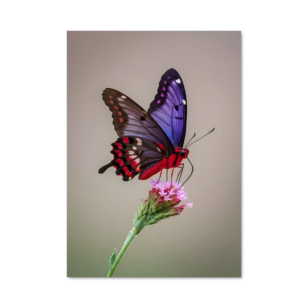 Poster Papillon en Fleur