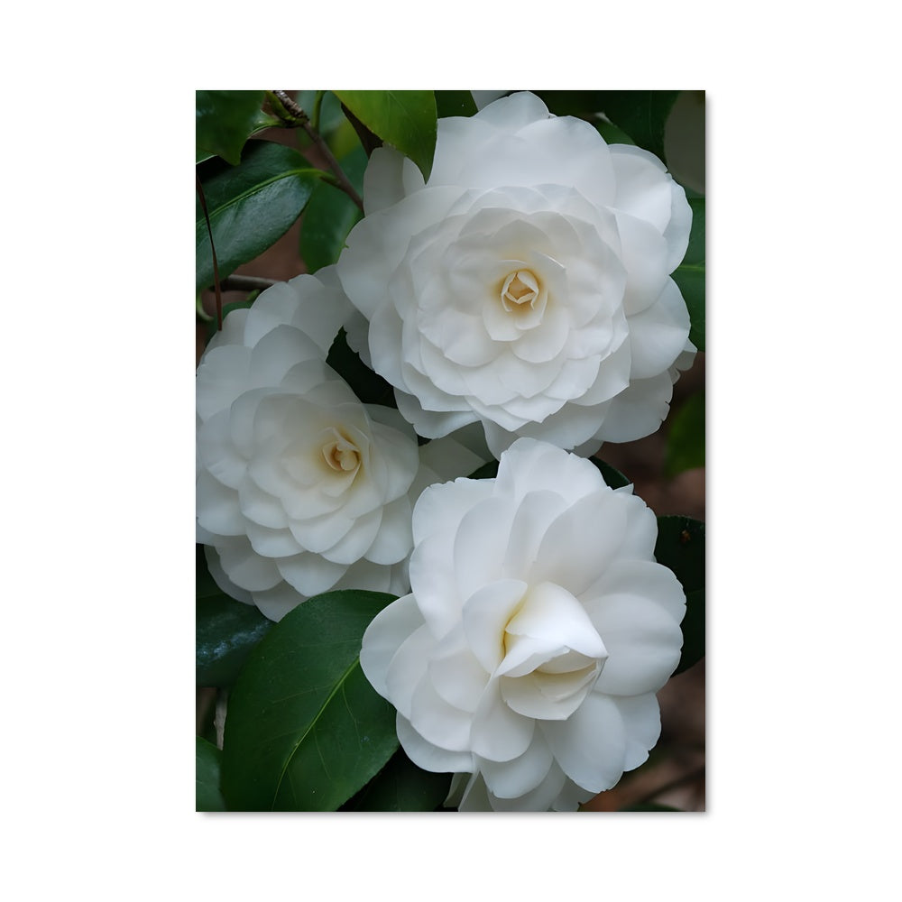 Poster Jardin de Camélias