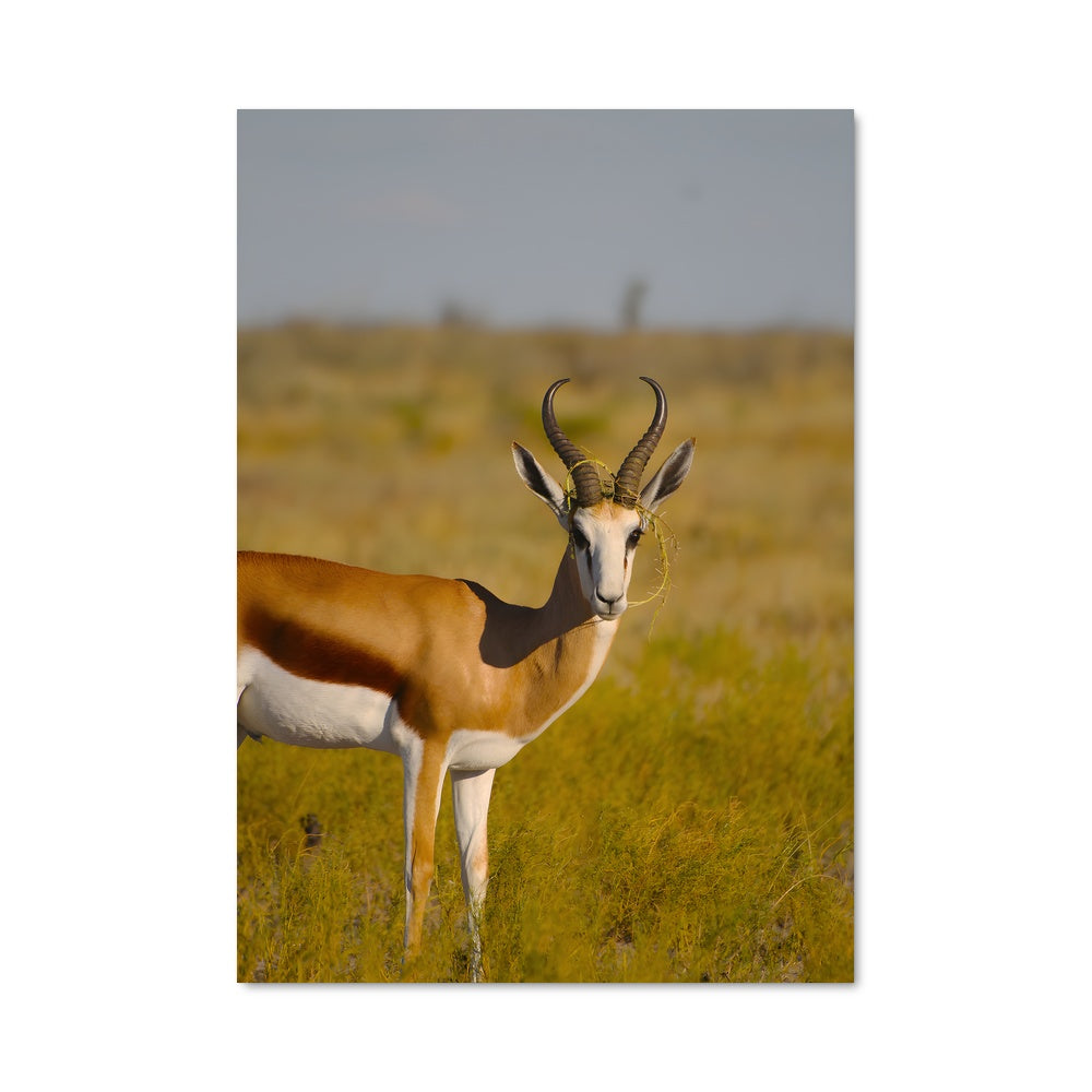 Poster Central kalahari game reserve 85959