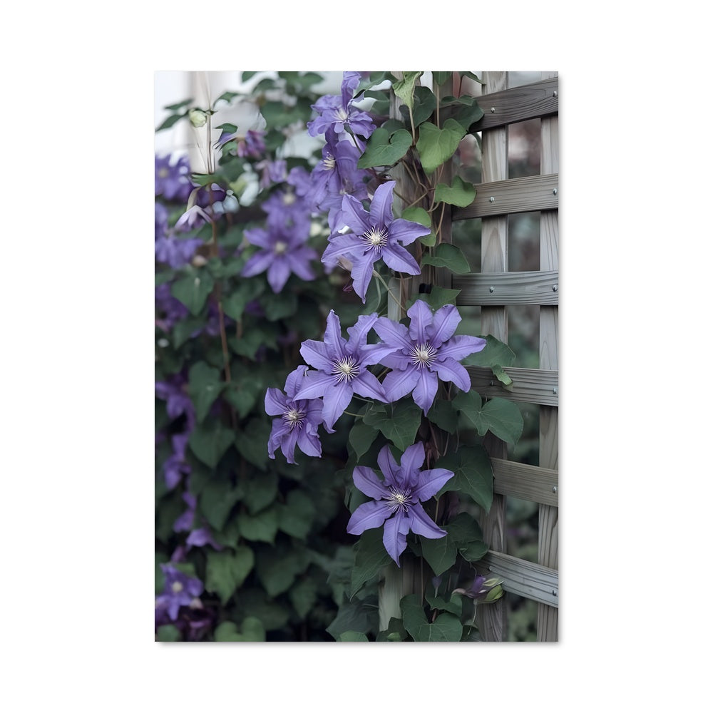 Poster Clématites Enchantées