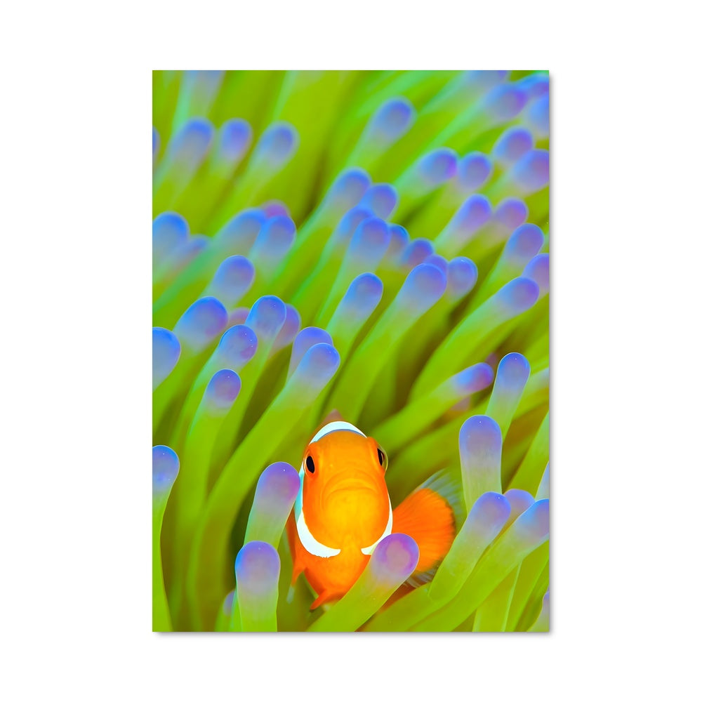 Poster Clownfish 83356
