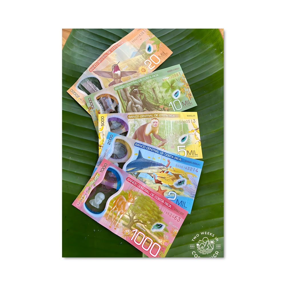 Poster Fortune Tropicale