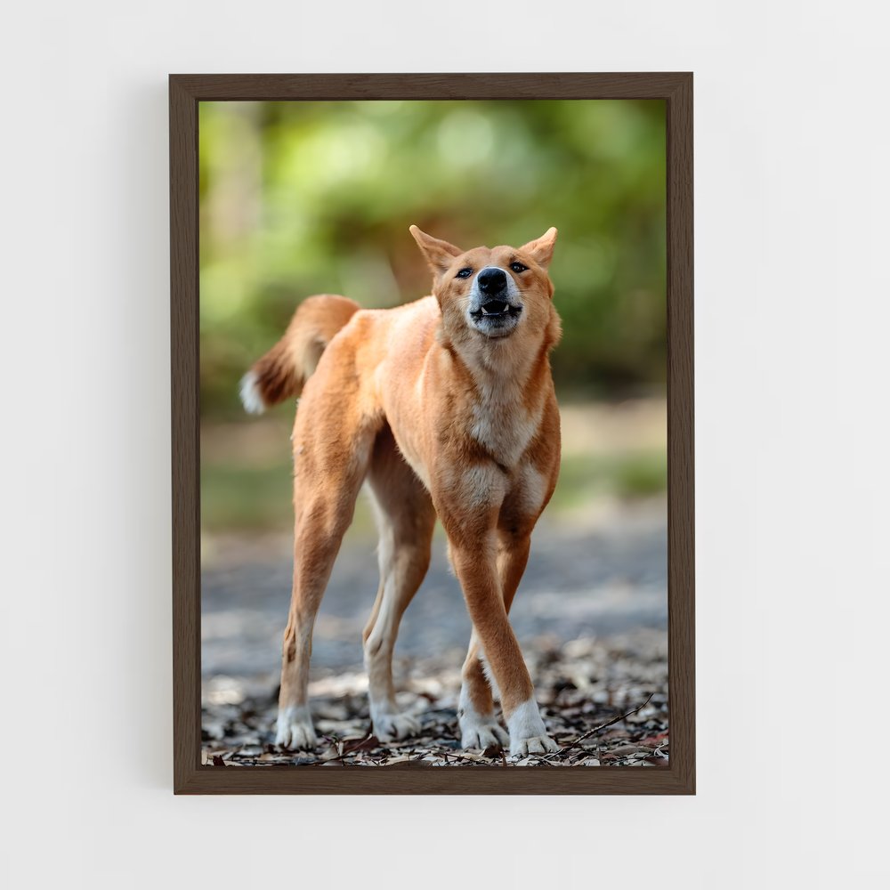 ap-dingo-2 cadre Bois foncé