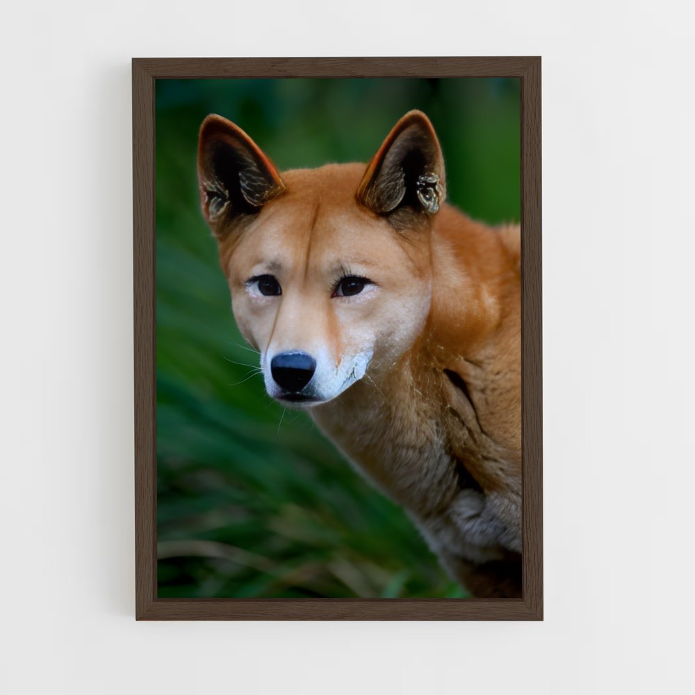 ap-dingo-5 cadre Bois foncé