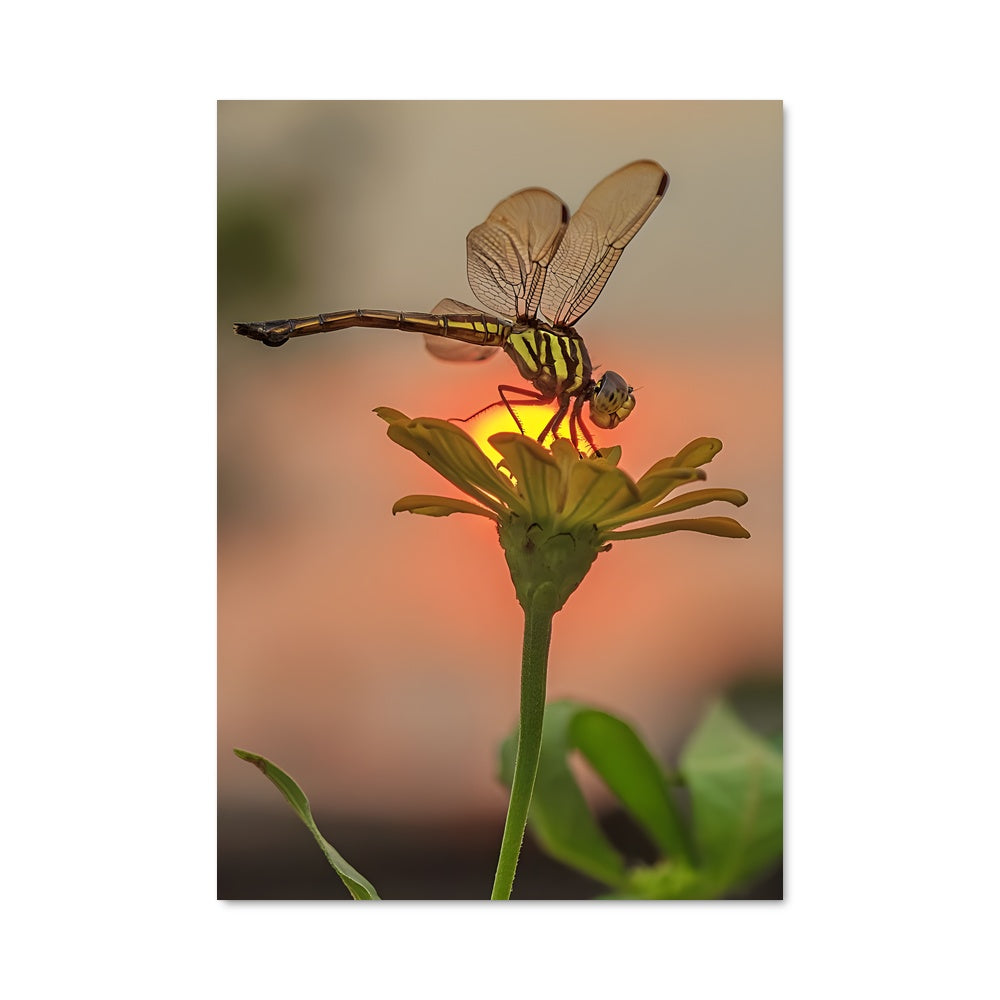 Poster Danse de Libellule