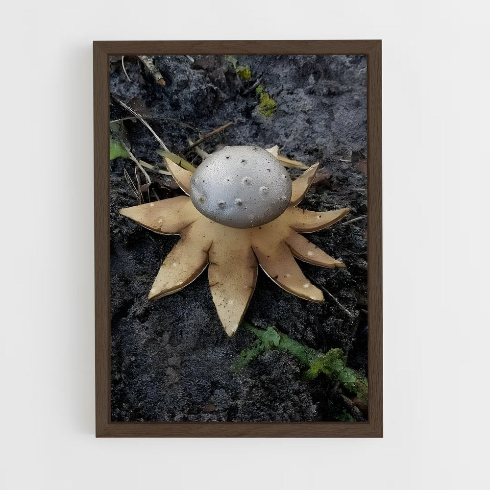 ap-earthstar-1 cadre Bois foncé