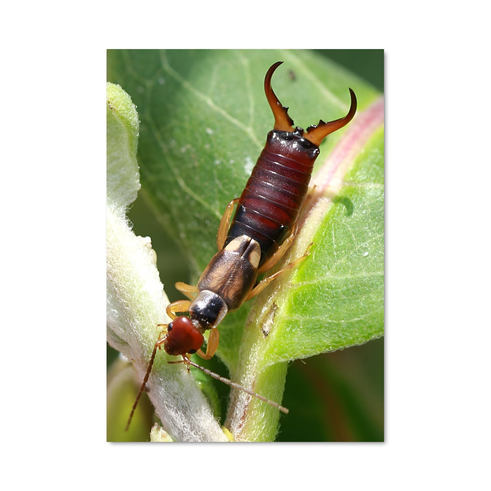 Poster L'Insecte Mystérieux