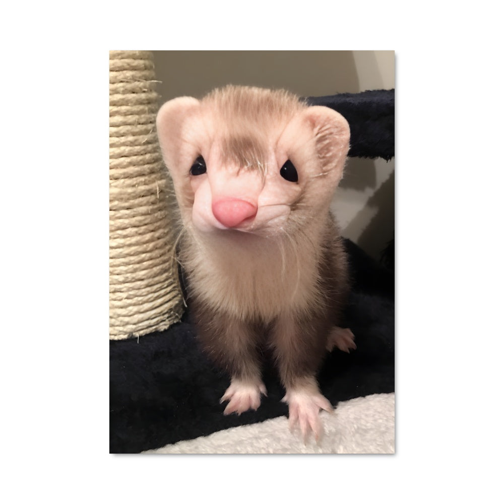 Poster Furet Fantaisie