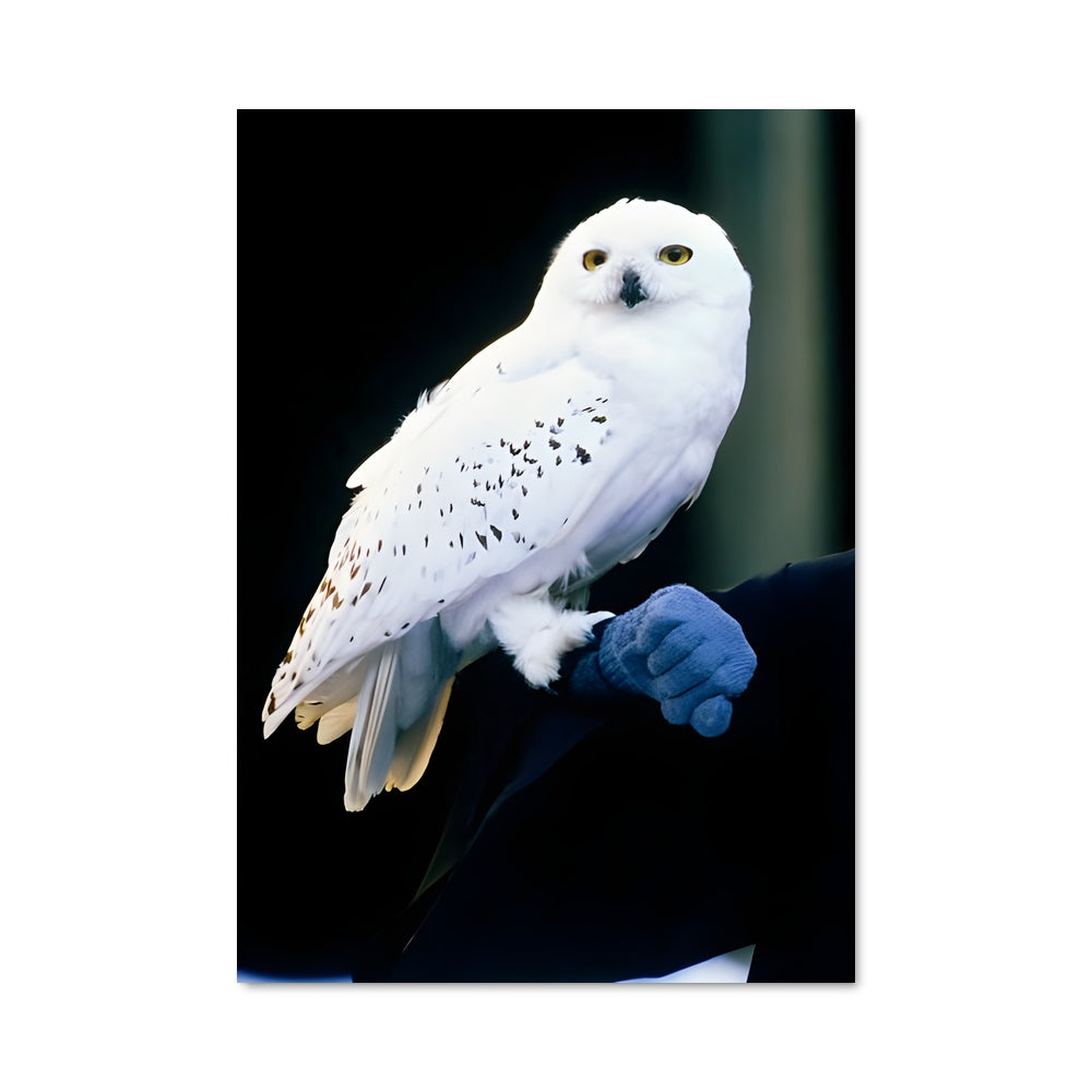 Poster Hedwig's Guardian