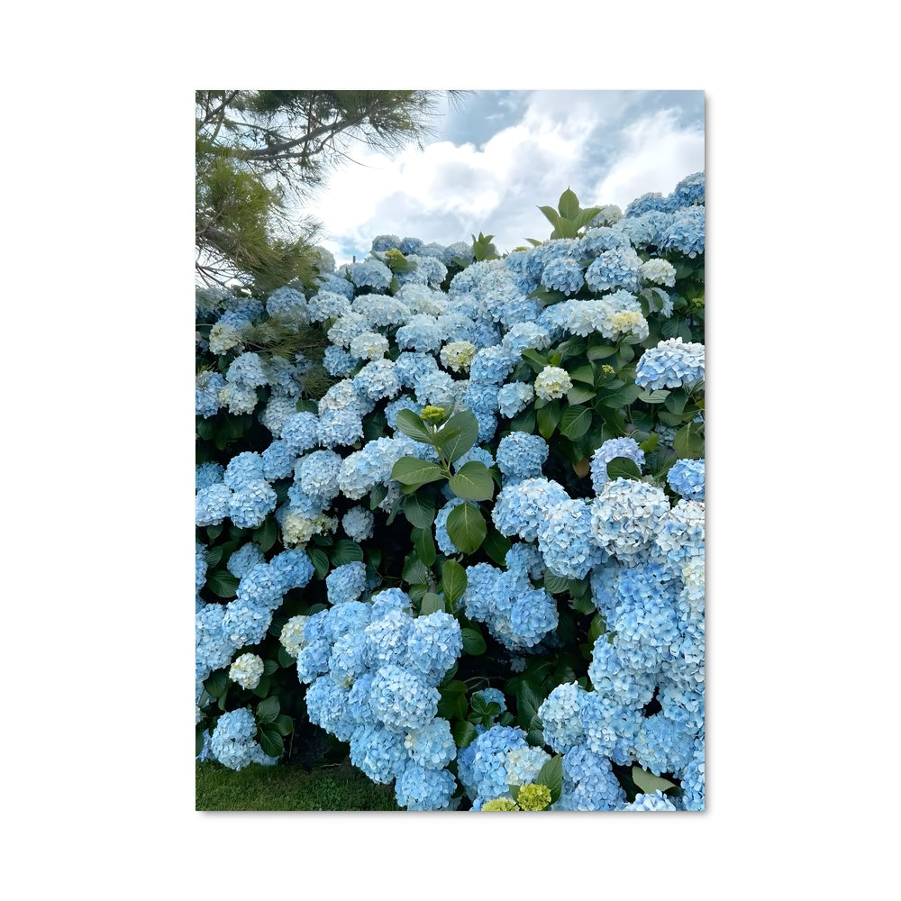 Poster Hydrangea Dreams