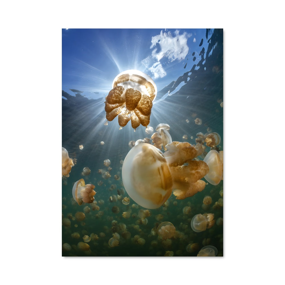 Poster Jellyfish lake 93559