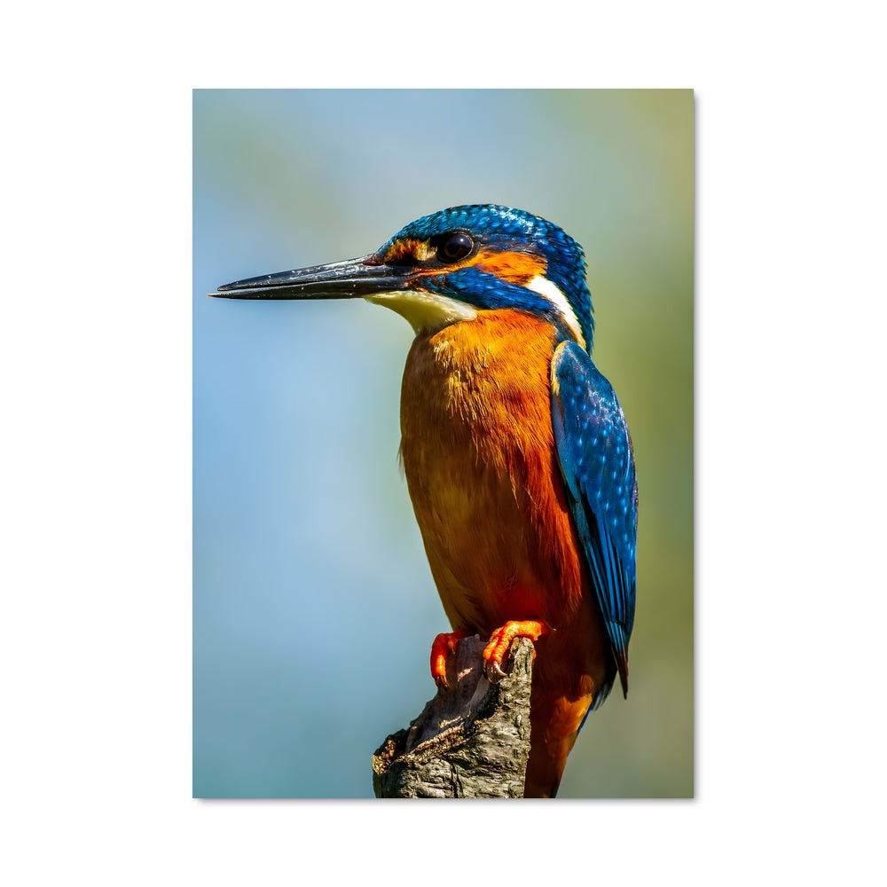 Poster Roi des Martinets