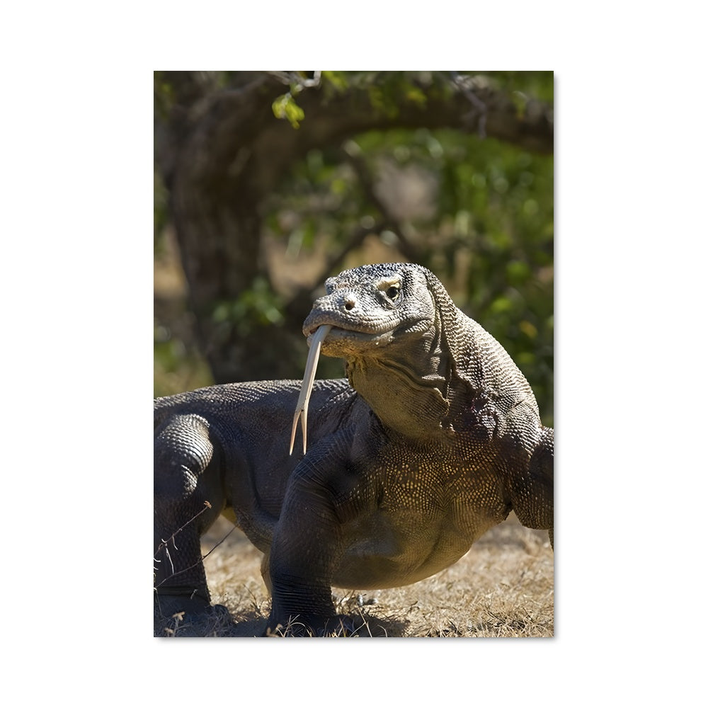 Poster Le Dragon Malin