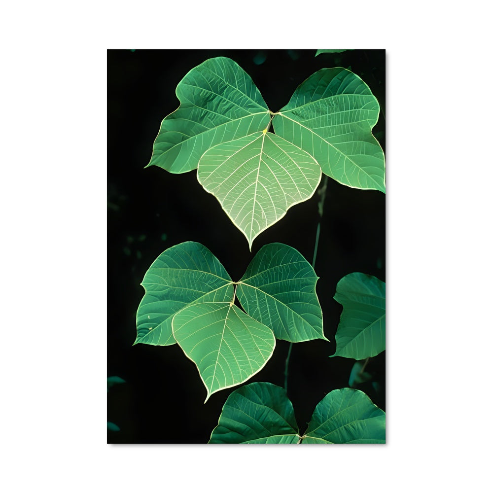 Poster Feuille de Kudzu