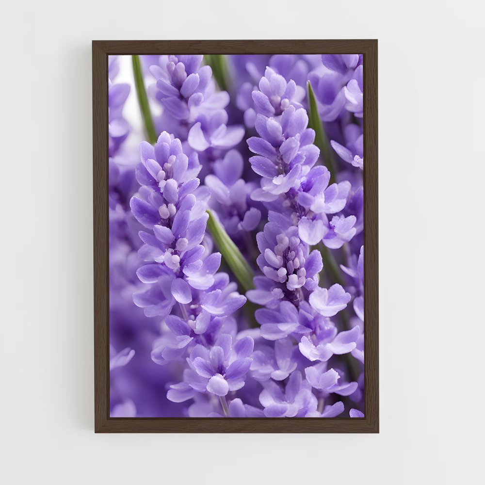 ap-lavender-2 cadre Bois foncé
