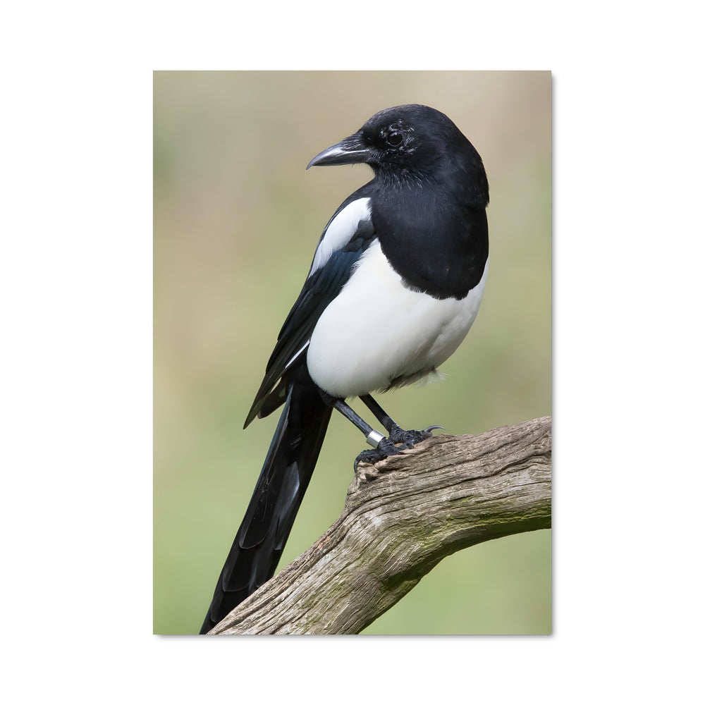 Poster L'Oiseau Noir