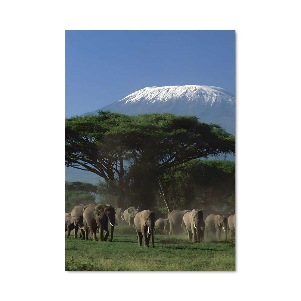 Poster Safari Majestueux