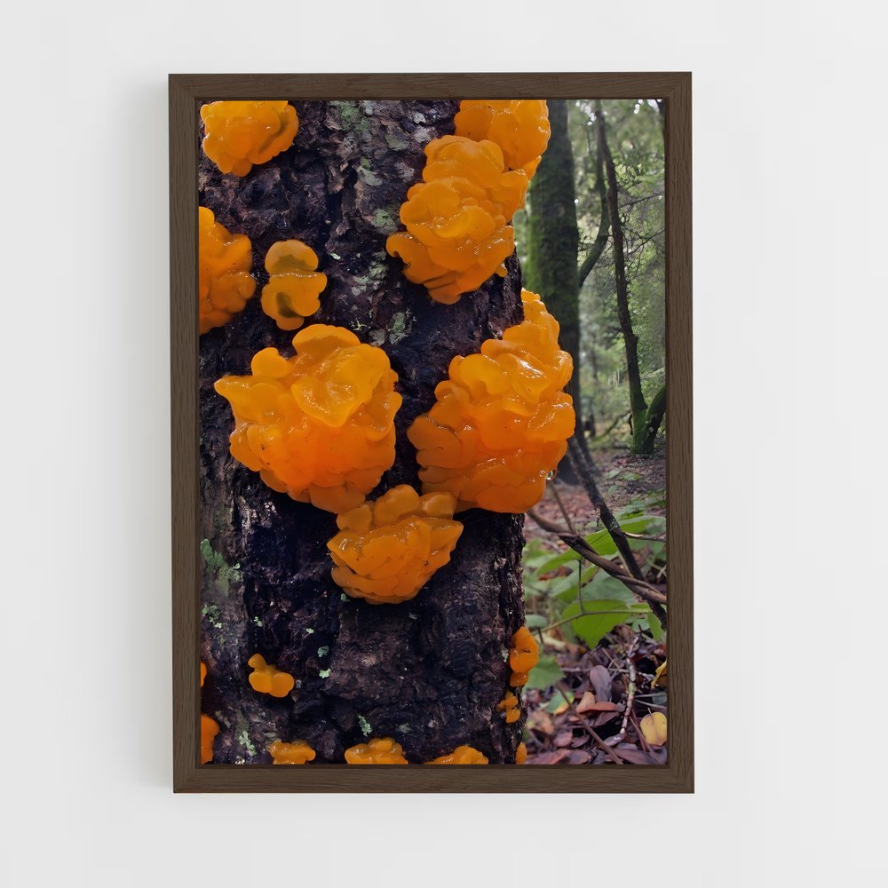 ap-orange peel fungus-2 cadre Bois foncé