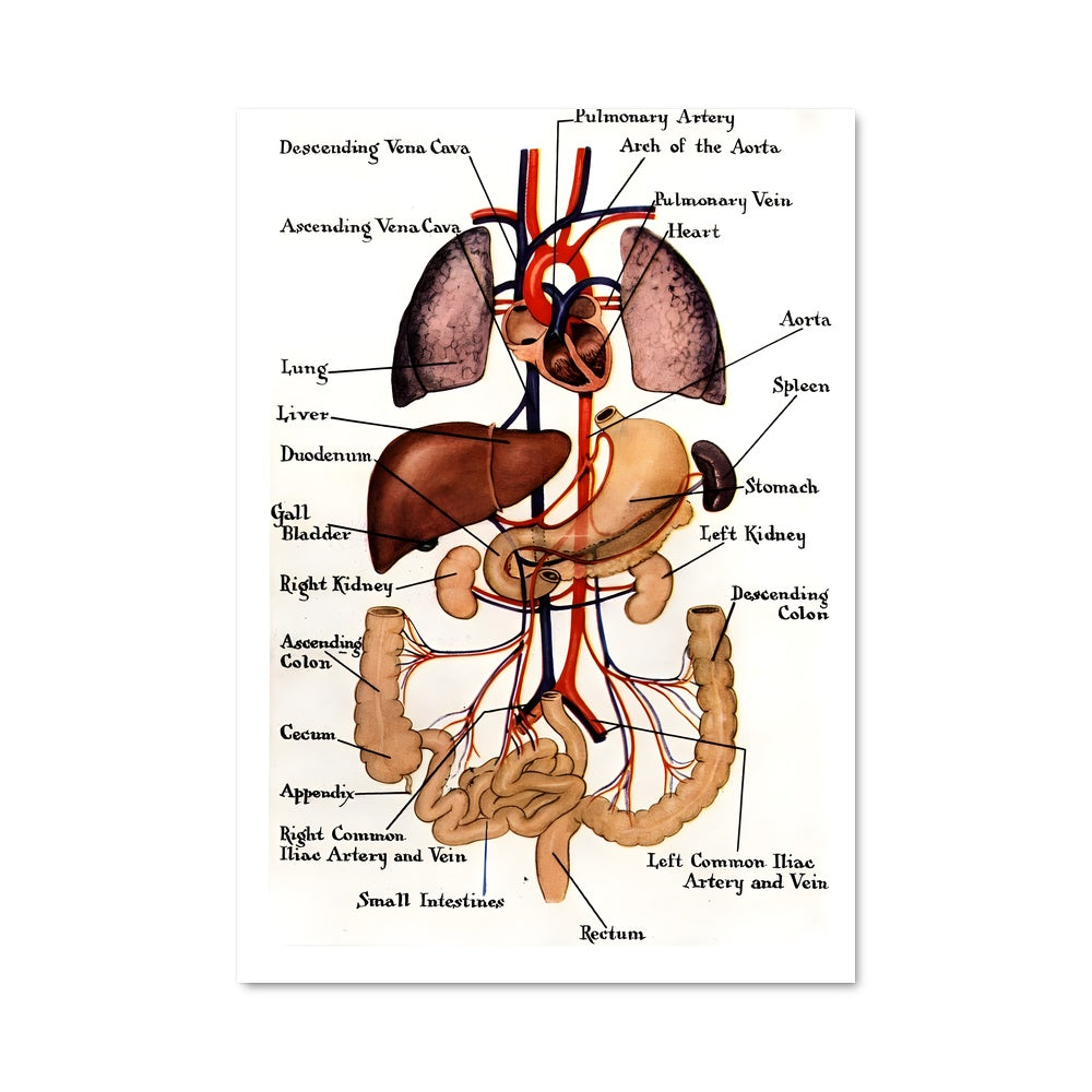 Poster Organs 17488
