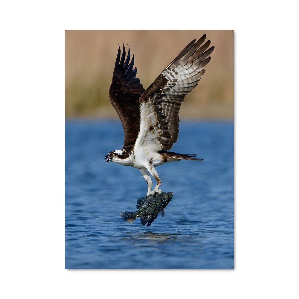 Poster Osprey Mystique