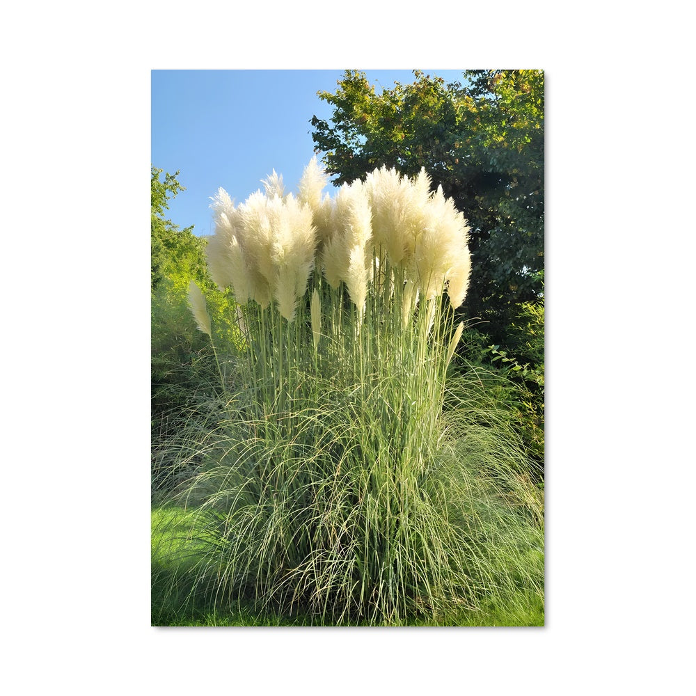 Poster Graminées Éthérées